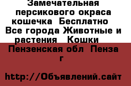 Замечательная персикового окраса кошечка. Бесплатно - Все города Животные и растения » Кошки   . Пензенская обл.,Пенза г.